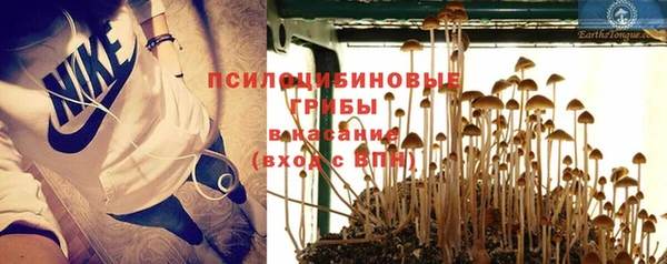 прущие грибы Лабытнанги
